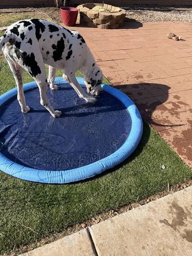 75in Sprinkler Cooling Play Mat For Dogs - Splash Sprinkler Pad for Dogs Kids photo review