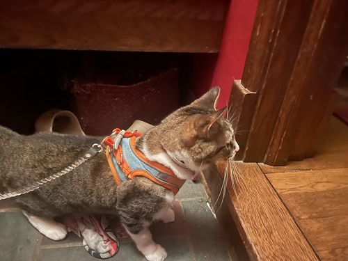 Luminous Escape-Proof Cat Vest - Harness And Leash Set photo review