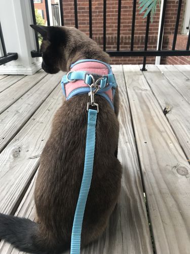 Luminous Escape-Proof Cat Vest - Harness And Leash Set photo review