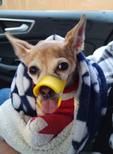 Dog Muzzle - Cutest Adjustable Duck Mouth For Your Dog photo review