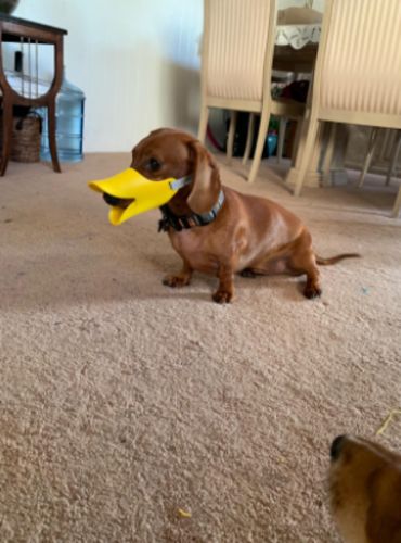 Dog Muzzle - Cutest Adjustable Duck Mouth For Your Dog photo review