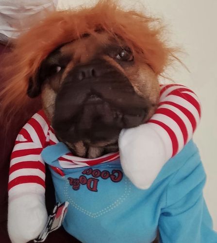 Dog Deadly Doll Costume photo review