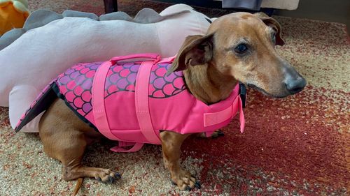 Dog Life Jacket Floating Vest With Adjustable Strap photo review