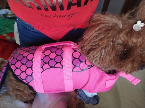 Dog Life Jacket Floating Vest With Adjustable Strap photo review