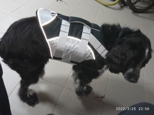 Dog Splash Life Jacket Vest With Floating Foam photo review