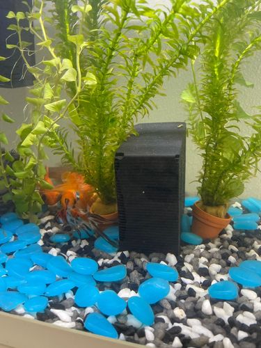Eco-Aquarium Water Purifier Cube photo review
