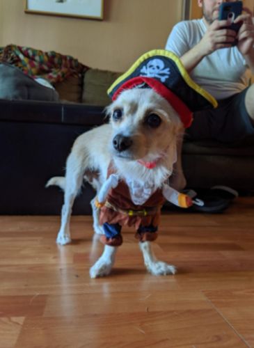 Funny Cat/Dog Pirate Clothes photo review