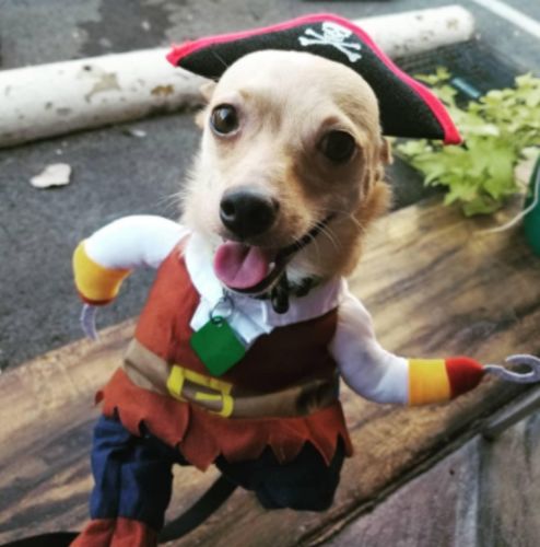 Funny Cat/Dog Pirate Clothes photo review