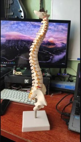 Cervical Spine Anatomical Model photo review