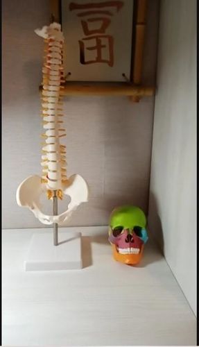 Cervical Spine Anatomical Model photo review