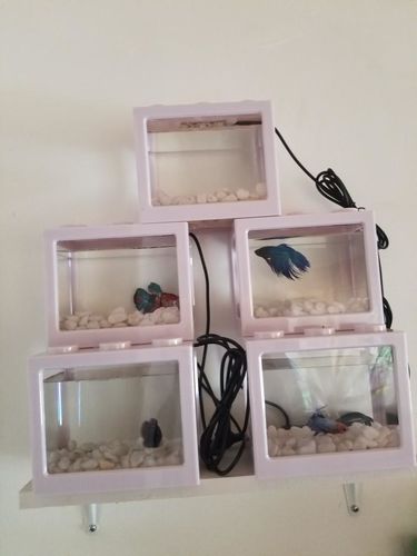 Mini Block Aquarium photo review