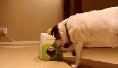 Interactive Automatic Dog Ball Launcher photo review