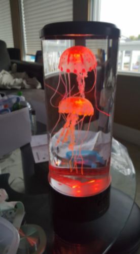 Jellyfish Aquarium photo review