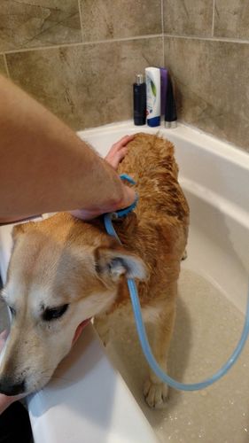 Portable Combination Sprayer And Scrubber For Dog Bath photo review