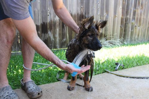 Portable Combination Sprayer And Scrubber For Dog Bath photo review
