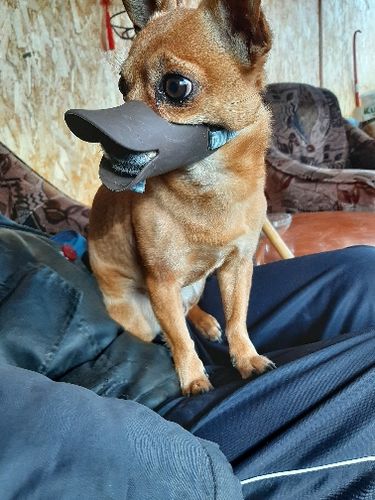 Rhino Mouth Shape Dog Muzzle photo review