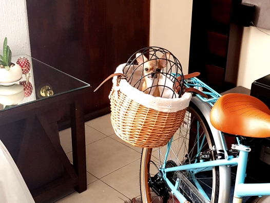 Small Dog Bike Basket photo review