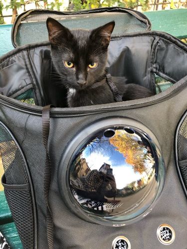 "The Fat Cat" Cat Backpack - For Larger Cats photo review