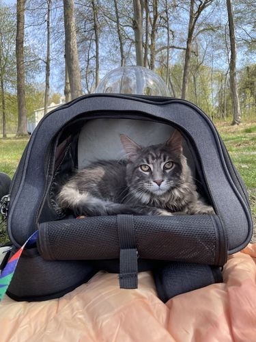 "The Fat Cat" Cat Backpack - For Larger Cats photo review